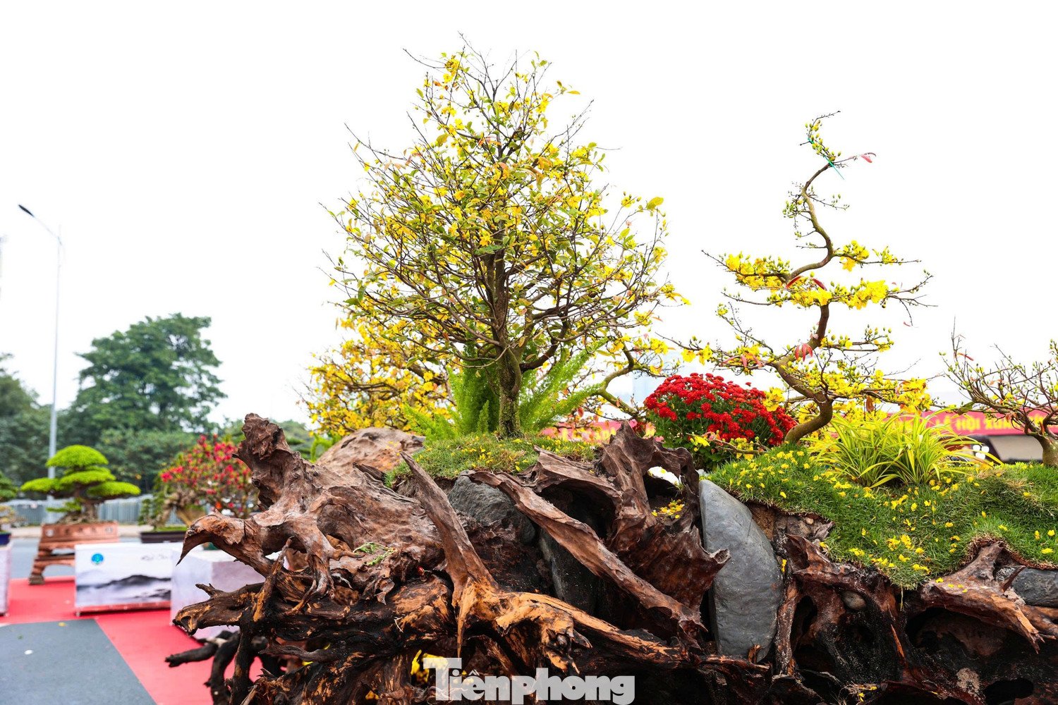 Đây là tổ hợp gồm 19 cây mai vàng được trồng khéo léo trên thân gỗ sao đen dài hơn 4 m, tạo hình như con thuyền độc mộc chở sắc xuân.
