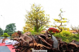 Choáng ngợp siêu phẩm mai vàng 800 triệu đồng ở Hà Nội