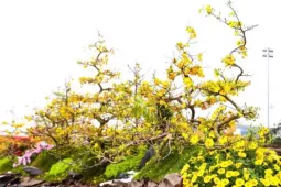 Choáng ngợp siêu phẩm mai vàng 800 triệu đồng ở Hà Nội