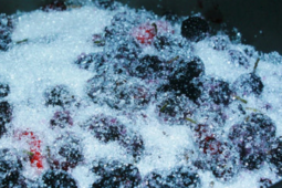 Loại quả siêu dinh dưỡng sắp vào mùa ở Việt Nam, bổ ngang nhân sâm giá lại cực rẻ, cứ ra chợ thấy bán đầy