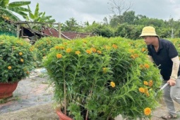 Làng hoa lớn nhất Đà Nẵng “cháy hàng” giáp Tết Bính Ngọ