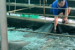 Loại cá gì cứ chê rẻ như cho, bơi dày đặc, thịt ngọt như nước ninh xương, Hải Phòng (gồm Hải Dương) - tiềm năng khổng lồ