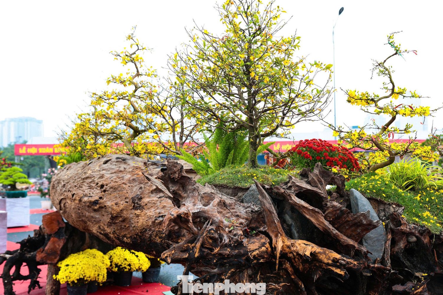 Anh Mai Đình Dũng - chủ nhân tác phẩm cho biết 19 gốc mai được tuyển chọn khắt khe từ thủ phủ mai vàng Bình Định. Để đảm bảo hoa nở đúng dịp và thế dáng đạt chuẩn, toàn bộ số cây này được đưa vào miền Nam chăm sóc, uốn nắn kỹ lưỡng suốt nhiều tuần trước khi quay ra Bắc phục vụ thị trường Tết.