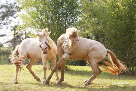 Chiêm ngưỡng ngựa bạch Hữu Kiên, 'báu vật' vùng cao giữa lòng Hà Nội