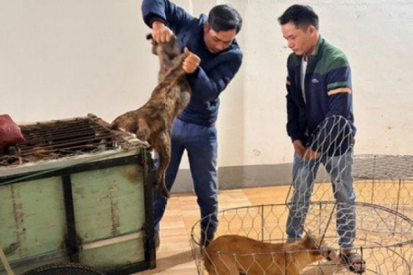 Vụ trộm 5.200 con chó, thu lợi bất chính 2,6 tỉ đồng: Khởi tố, tạm giam 6 đối tượng