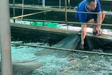 Loại cá gì cứ chê rẻ như cho, bơi dày đặc, thịt ngọt như nước ninh xương, Hải Phòng (gồm Hải Dương) - tiềm năng khổng lồ