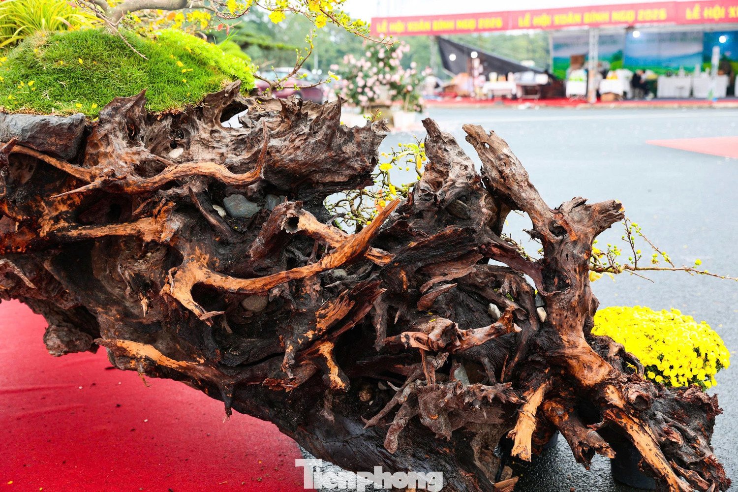 Anh Mai Đình Dũng - chủ nhân tác phẩm cho biết 19 gốc mai được tuyển chọn khắt khe từ thủ phủ mai vàng Bình Định. Để đảm bảo hoa nở đúng dịp và thế dáng đạt chuẩn, toàn bộ số cây này được đưa vào miền Nam chăm sóc, uốn nắn kỹ lưỡng suốt nhiều tuần trước khi quay ra Bắc phục vụ thị trường Tết.