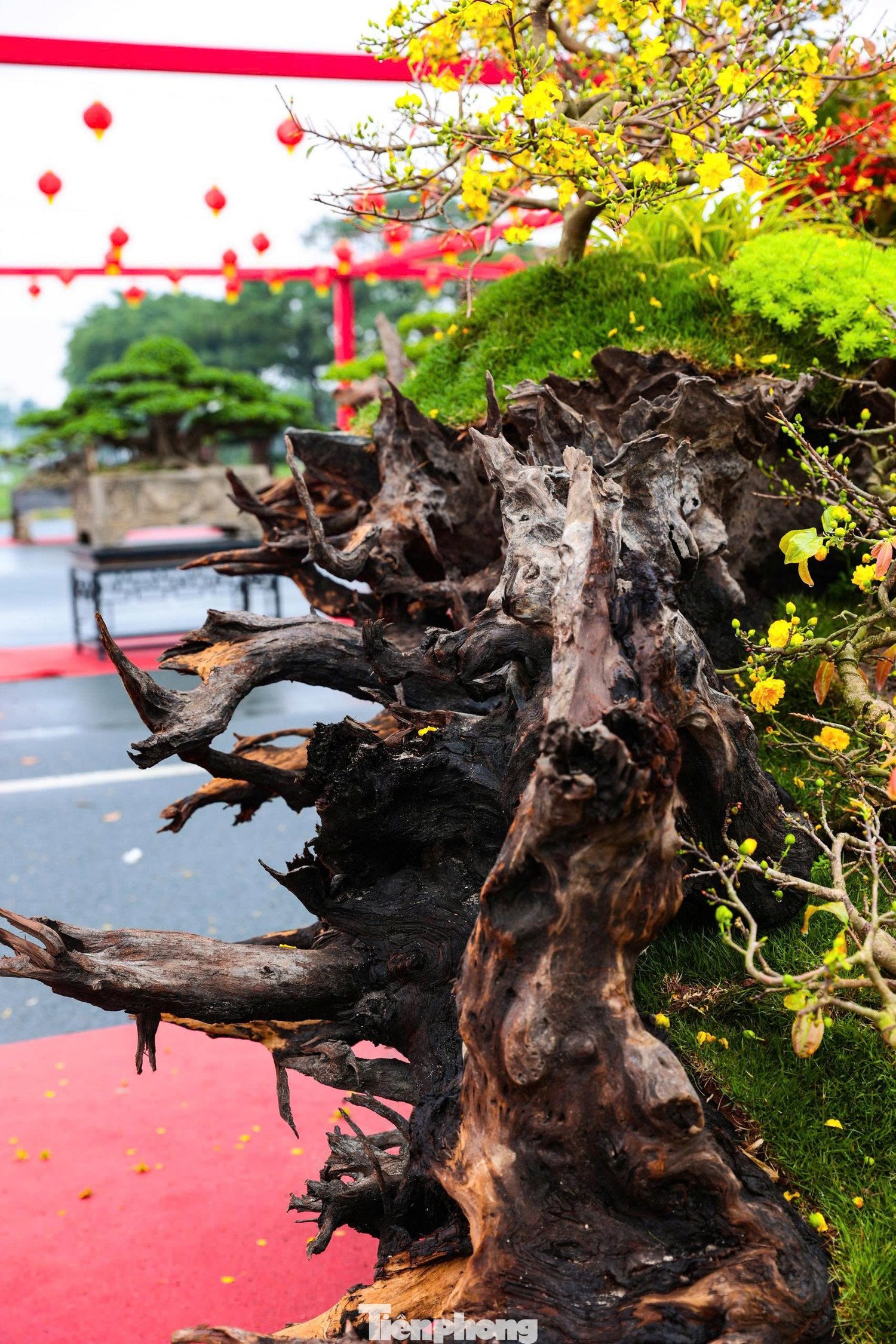 Điểm độc đáo của Vạn lộc nghinh xuân là toàn bộ cây được trồng trực tiếp trên thân gỗ sao đen đã qua xử lý. Phần lõi gỗ đóng vai trò như bệ đỡ chứa đất và phân hữu cơ, giúp cây sinh trưởng tốt mà không cần đến chậu hay khay đỡ thông thường.