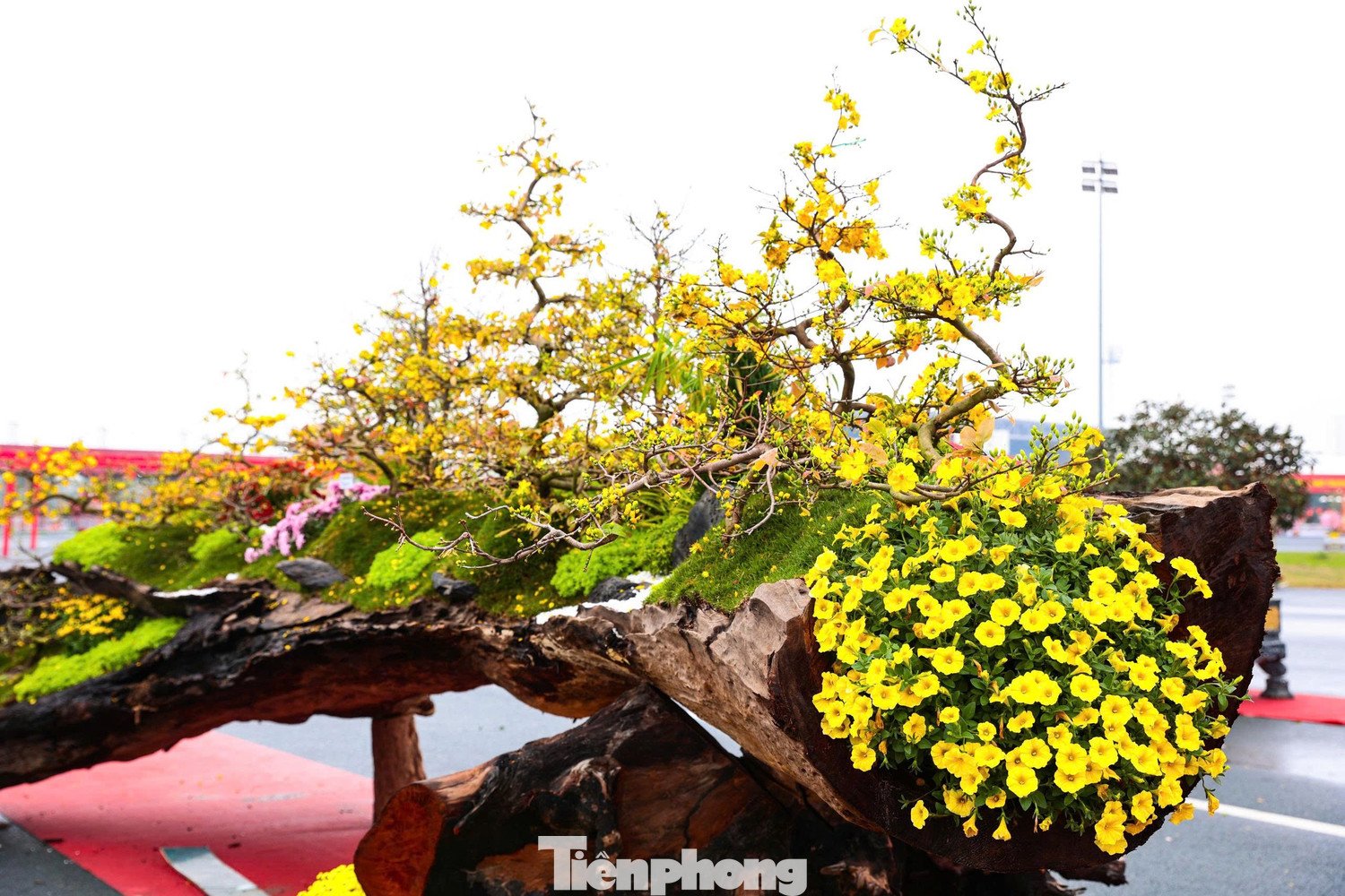 Lớp rêu phong tự nhiên phủ trên thân gỗ sao đen tạo nên vẻ trầm mặc, cổ kính.