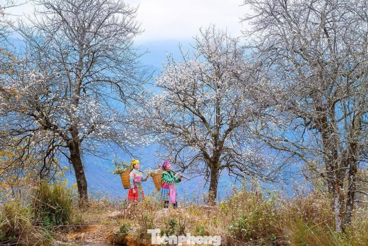 Nậm Nghẹp hiện có 135 hộ dân, 100% là đồng bào dân tộc Mông. Bản nằm ở độ cao từ 2.000 - 2.500m, được xem là bản cao nhất Việt Nam và cũng là “thủ phủ” của cây sơn tra với tổng diện tích khoảng 1.260 ha. Trong đó, gần 800 ha là những cây sơn tra cổ thụ, có tuổi đời từ 300-500 năm. Đây là những “chứng nhân” lặng lẽ của thời gian, bám rễ vào đá núi, chịu đựng nắng gió vùng cao.