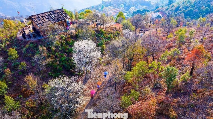 Hoa nở trên nền trời xanh nhạt, điểm xuyết những mái nhà gỗ đơn sơ của người Mông, tạo nên một bức tranh tuyệt đẹp của rừng núi Tây Bắc.