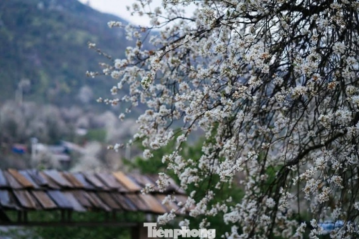 Hoa sơn tra ở Nậm Nghẹp mang vẻ đẹp tinh khôi, có phần giống hoa mận ở Mộc Châu, nhưng lại có sự khác biệt. Nếu hoa mận thường nở rộ ở những thung lũng thấp, thì hoa sơn tra nơi đây bung nở trên các sườn núi cao, triền đồi dốc đứng. Sơn trà cao, tán rộng, hoa nở thành từng chùm lớn, phủ kín cành, trắng ngà, năm cánh mỏng, nhụy vàng nổi bật. Nhìn từ xa, những cây sơn tra như những khối bông tuyết khổng lồ giữa đại ngàn.