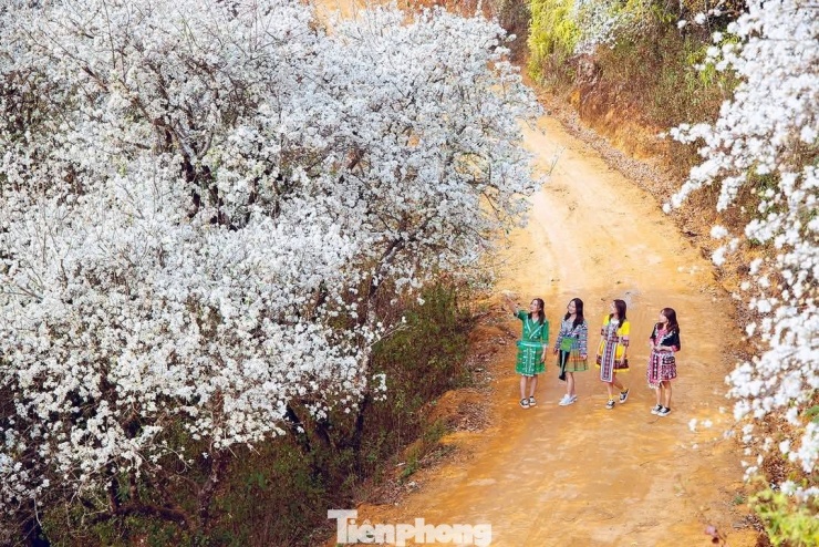 Những năm gần đây, khi hình ảnh hoa sơn tra Nậm Nghẹp được lan tỏa trên mạng xã hội, ngày càng nhiều du khách tìm về bản làng vùng cao này để trải nghiệm. Để tạo điều kiện thuận lợi cho du khách, người dân Nậm Nghẹp xây dựng các điểm “check-in” ngắm hoa, nhiều hộ làm homestay, mở dịch vụ ăn uống, cho thuê trang phục dân tộc phát triển.