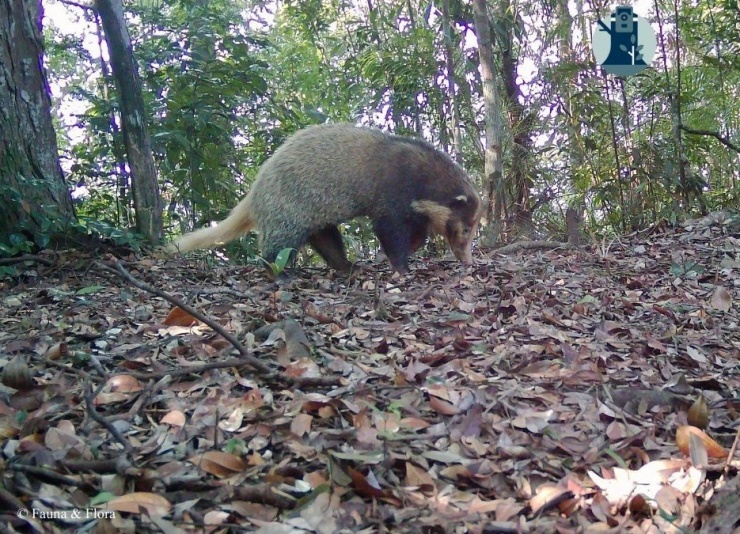 Bẫy ảnh hé lộ thế giới hoang dã bí ẩn tại Nghệ An - 1