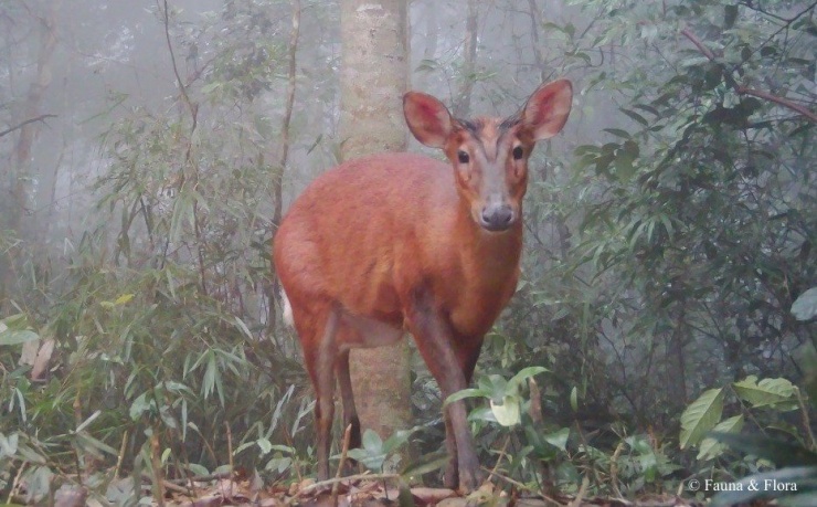 Bẫy ảnh hé lộ thế giới hoang dã bí ẩn tại Nghệ An - 2
