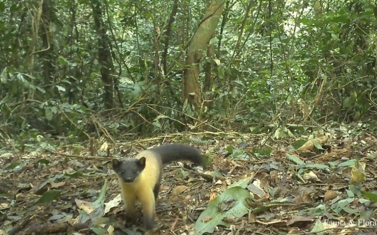 Bẫy ảnh hé lộ thế giới hoang dã bí ẩn tại Nghệ An - 3