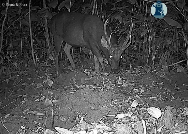 Bẫy ảnh hé lộ thế giới hoang dã bí ẩn tại Nghệ An - 6