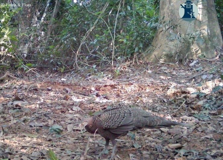 Bẫy ảnh hé lộ thế giới hoang dã bí ẩn tại Nghệ An - 7