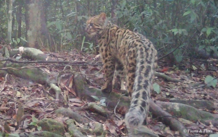 Bẫy ảnh hé lộ thế giới hoang dã bí ẩn tại Nghệ An - 4