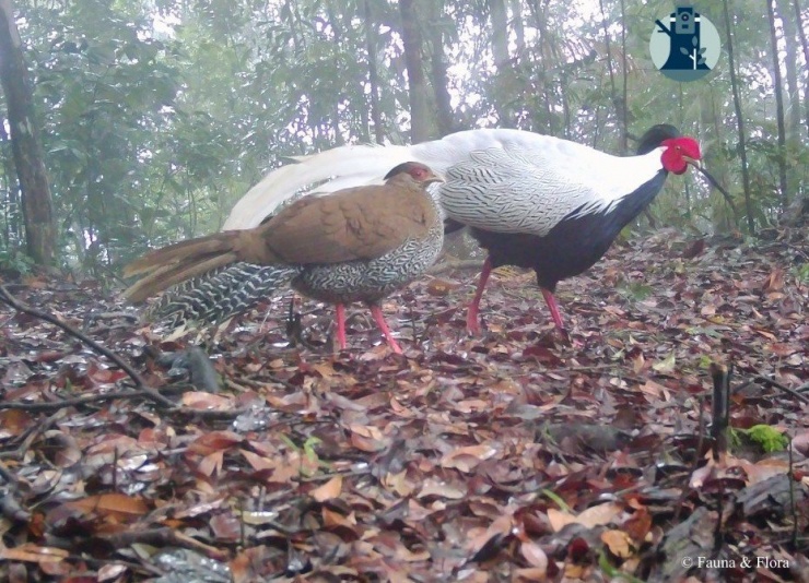 Bẫy ảnh hé lộ thế giới hoang dã bí ẩn tại Nghệ An - 5