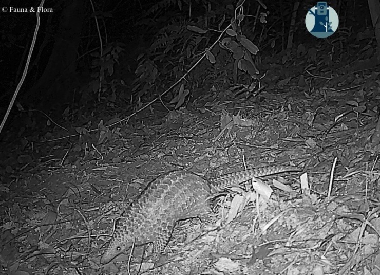 Bẫy ảnh hé lộ thế giới hoang dã bí ẩn tại Nghệ An - 9