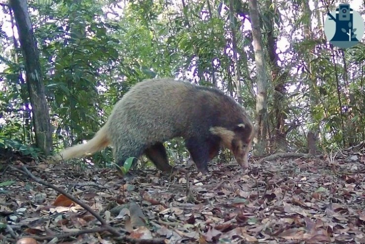 Bẫy ảnh hé lộ thế giới hoang dã bí ẩn tại Nghệ An
