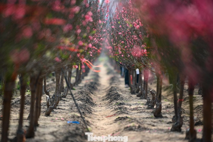 24 tháng Chạp: Đào nở sớm, khách thưa thớt, làng Nhật Tân như... mất Tết - 1