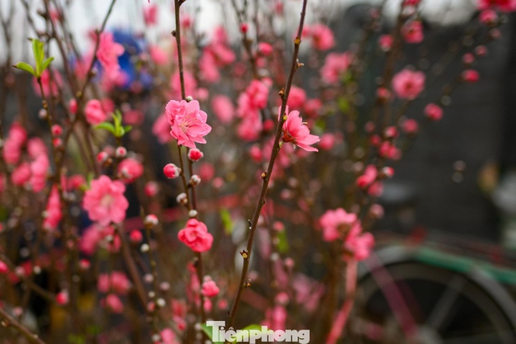 24 tháng Chạp: Đào nở sớm, khách thưa thớt, làng Nhật Tân như... mất Tết - 2