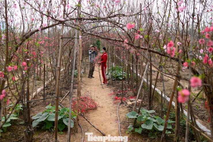 24 tháng Chạp: Đào nở sớm, khách thưa thớt, làng Nhật Tân như... mất Tết - 6