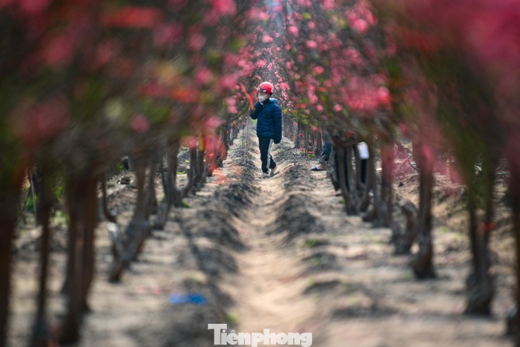 24 tháng Chạp: Đào nở sớm, khách thưa thớt, làng Nhật Tân như... mất Tết - 7