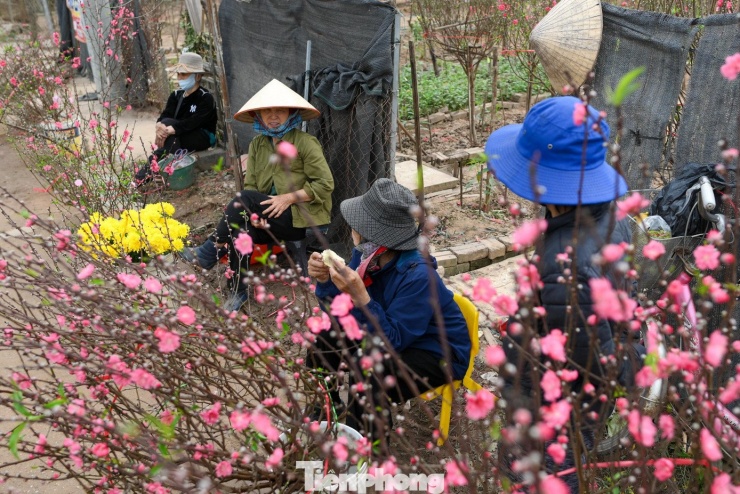 24 tháng Chạp: Đào nở sớm, khách thưa thớt, làng Nhật Tân như... mất Tết - 12
