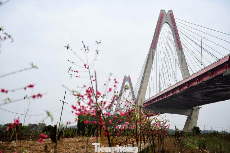 24 tháng Chạp: Đào nở sớm, khách thưa thớt, làng Nhật Tân như... mất Tết - 13