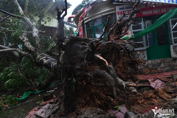 Cây đổ do tác động của bão Yagi năm 2024. (Ảnh minh họa: Thạch Thảo)