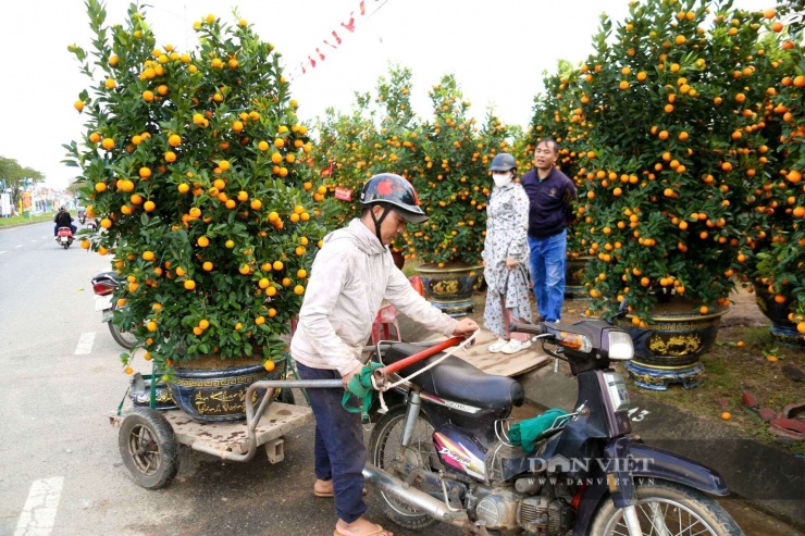 Cận Tết, nghề "chở cây thuê" vào dịp cao điểm. Ảnh: D.B