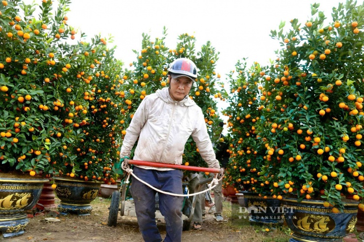 Phần lớn khách hàng đều cần đến dịch vụ vận chuyển khi đã chốt cây cảnh trưng Tết. Ảnh: D.B