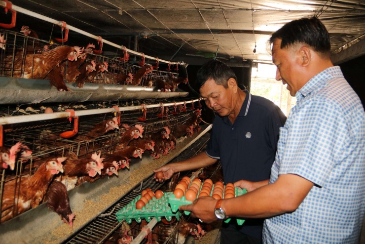 Ông Nguyễn Hòa Bình, tỷ phú An Giang nuôi gà đẻ trứng, chia sẻ hành trình từ "nghiên cứu viên" đến chủ trang trại 30.000 con gà đẻ trứng. Ảnh: Hồng Cẩm