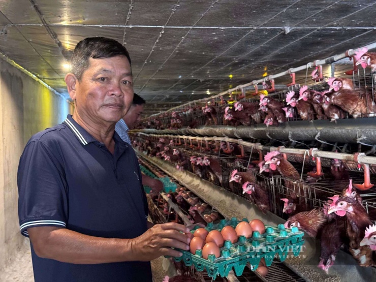 Ông Nguyễn Hòa Bình thu hoạch trứng gà tại trang trại gà của mình.