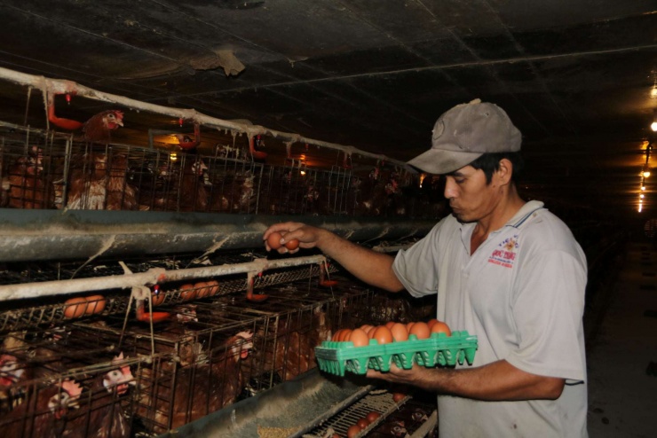 Công nhân đang thu hoạch trứng. Ảnh: Hồng Cẩm