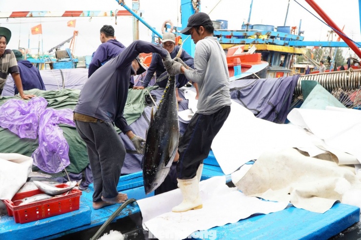 Sau 17 ngày vươn khơi ở ngư trường Hoàng Sa, tàu câu cá ngừ đại dương của ngư dân Nguyễn Đình Quốc (trú phường Trà Câu) trở về trong niềm vui của các bạn thuyền và người thân.