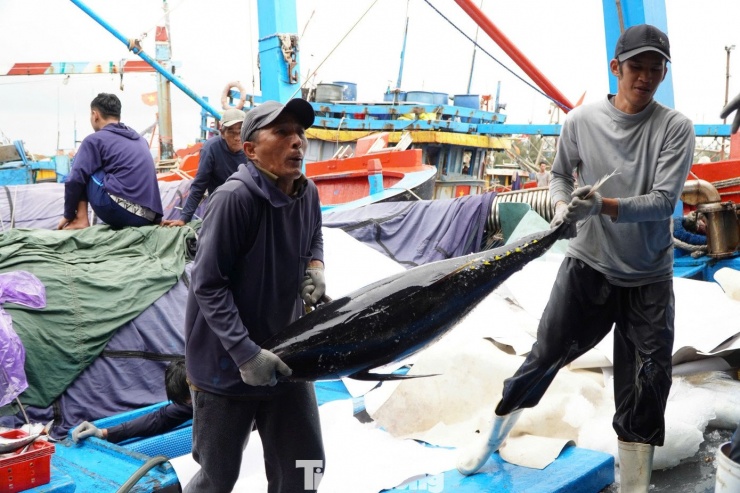 Giáp Tết, ngư dân Quảng Ngãi trúng đậm cá ngừ đại dương - 4