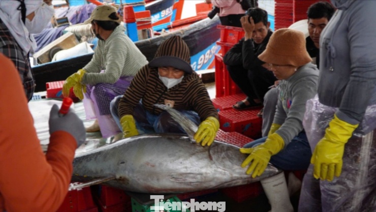 Giáp Tết, ngư dân Quảng Ngãi trúng đậm cá ngừ đại dương - 7