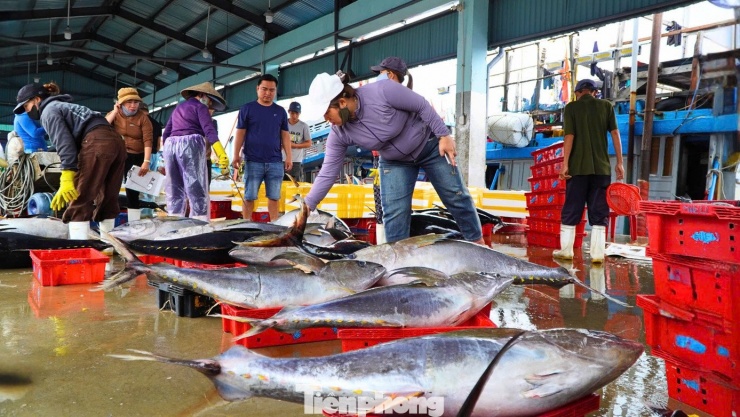 Giáp Tết, ngư dân Quảng Ngãi trúng đậm cá ngừ đại dương - 8