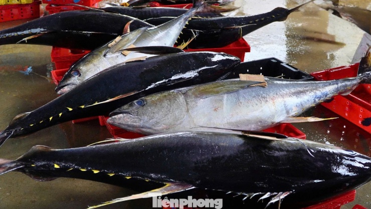 Giáp Tết, ngư dân Quảng Ngãi trúng đậm cá ngừ đại dương - 9