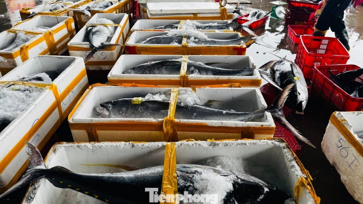 Trên bến cảng, từng con cá ngừ được đưa lên khỏi khoang tàu, thương lái đứng chờ sẵn để phân loại, đóng thùng, đưa đi tiêu thụ và phục vụ chế biến xuất khẩu. Không khí mua bán diễn ra khẩn trương, nhộn nhịp.