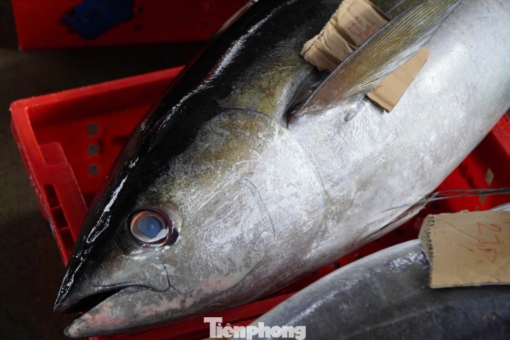 Giáp Tết, ngư dân Quảng Ngãi trúng đậm cá ngừ đại dương - 12