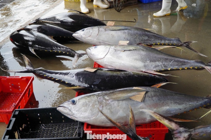 Những con cá ngừ tươi rói được đưa lên bờ.