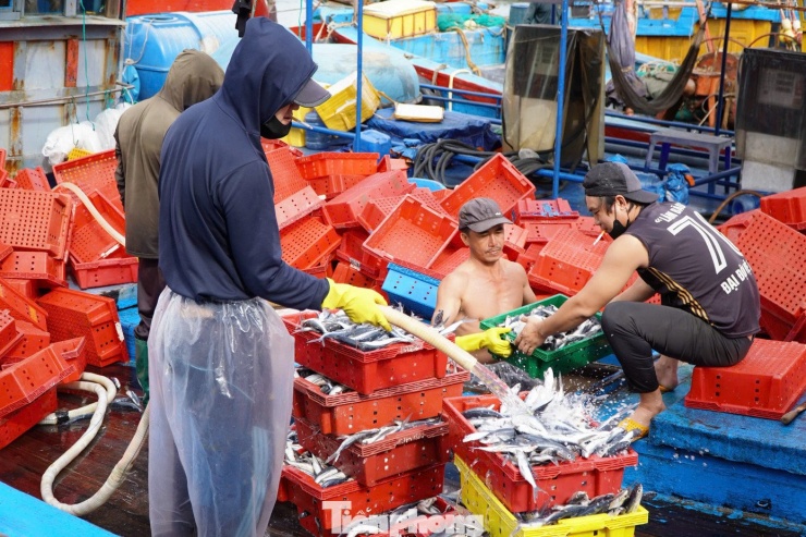 Giáp Tết, ngư dân Quảng Ngãi trúng đậm cá ngừ đại dương - 14