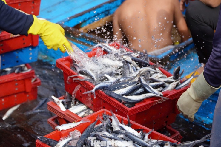 Không chỉ cá ngừ đại dương, nhiều tàu chuyên đánh bắt cá chuồn cũng “trúng mánh” trong những chuyến biển cuối năm. Sau hơn 25 ngày khai thác ở ngư trường Trường Sa, tàu cá của ngư dân Lý Hiệp (trú xã An Phú) cập cảng Sa Kỳ với khoảng 7 tấn cá chuồn.