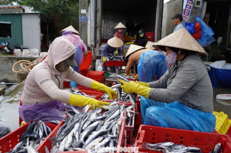 “Giá cá chuồn dao động từ 20.000 - 23.000 đồng/kg. Sau khi trừ chi phí nhiên liệu, nhu yếu phẩm, chuyến này tàu thu về hơn 100 triệu đồng. Giờ anh em thu dọn ngư lưới cụ, sắm sửa đón Tết cùng gia đình, rồi đầu năm lại tiếp tục vươn khơi bám biển”, ngư dân Hiệp nói.