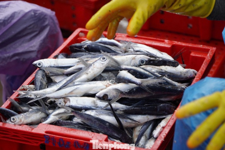 Mùa cá bội thu không chỉ mang lại cái Tết đủ đầy cho ngư dân Quảng Ngãi mà còn tiếp thêm niềm tin để những con tàu tiếp tục vươn khơi, bám biển trong năm mới.